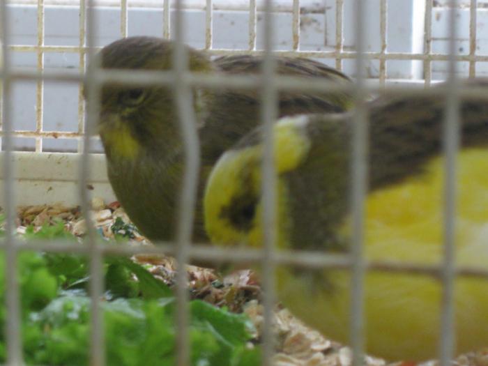 что ест канарейка