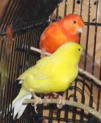 клетка для канареек