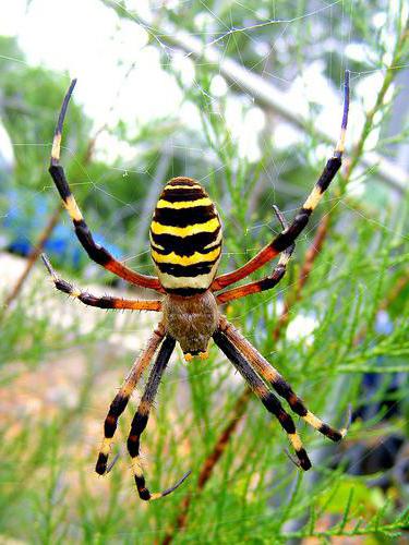 паук аргиопа брюнниха