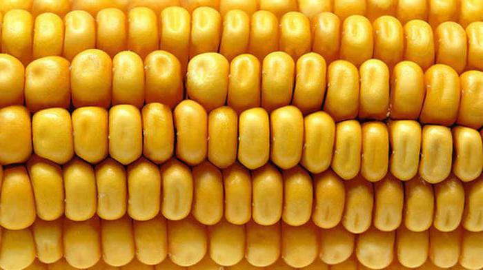 наживка на карпа и карася