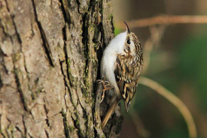 пица пищуха обыкновенная описание
