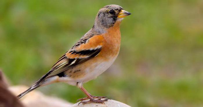 птица юрок летит на юг