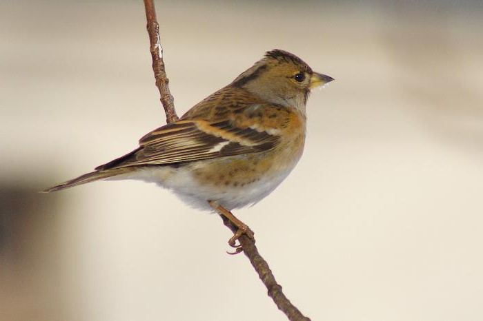 описание птицы юрк