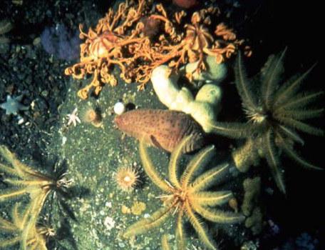 органический мир Северного Ледовитого океана