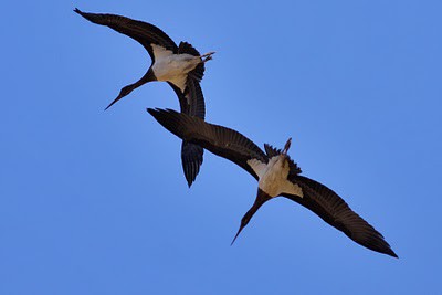 Красная книга Краснодарского края птицы