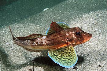 Красная книга краснодарского края фото