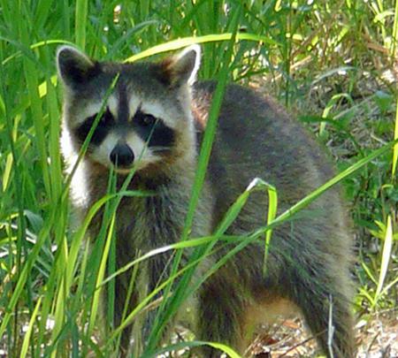 разведение енотов в домашних условиях