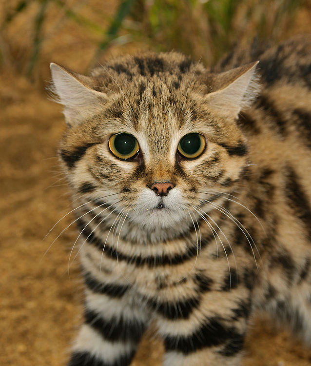 Степная кошка