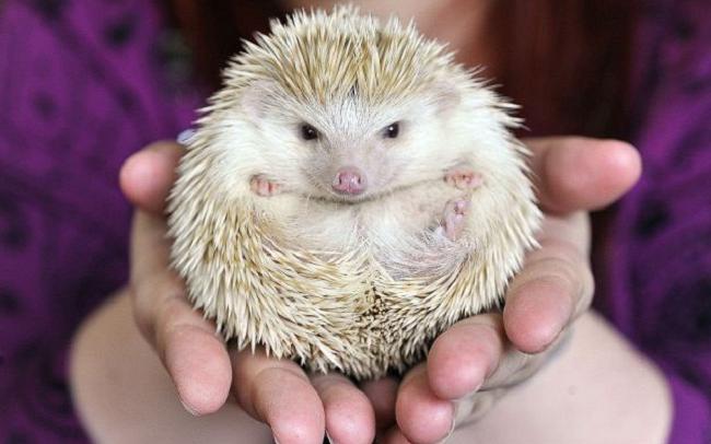 Африканский карликовый ежик