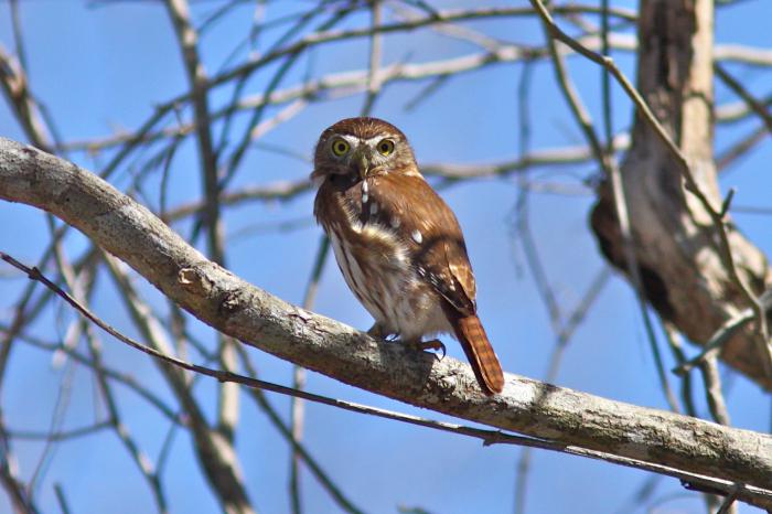 воробьиный сыч образ жизни