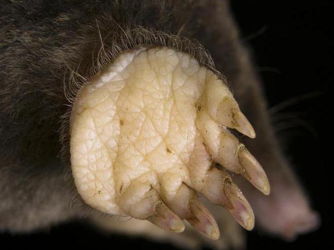 известно, что обыкновенная почвенная мол