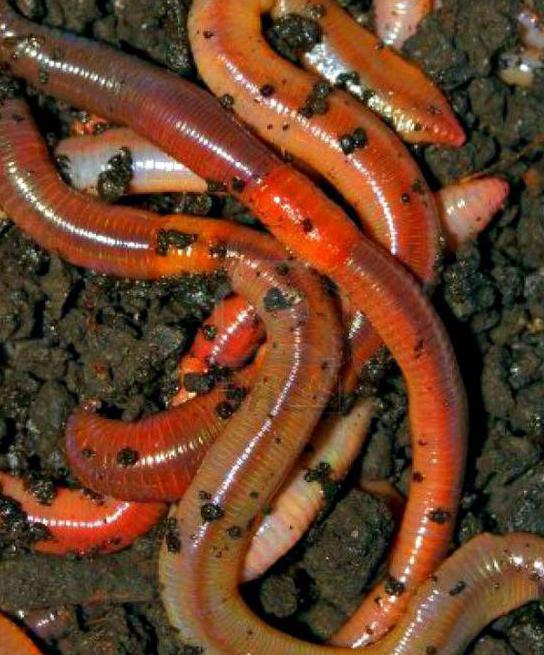 рыбалка в бурятии на селенге