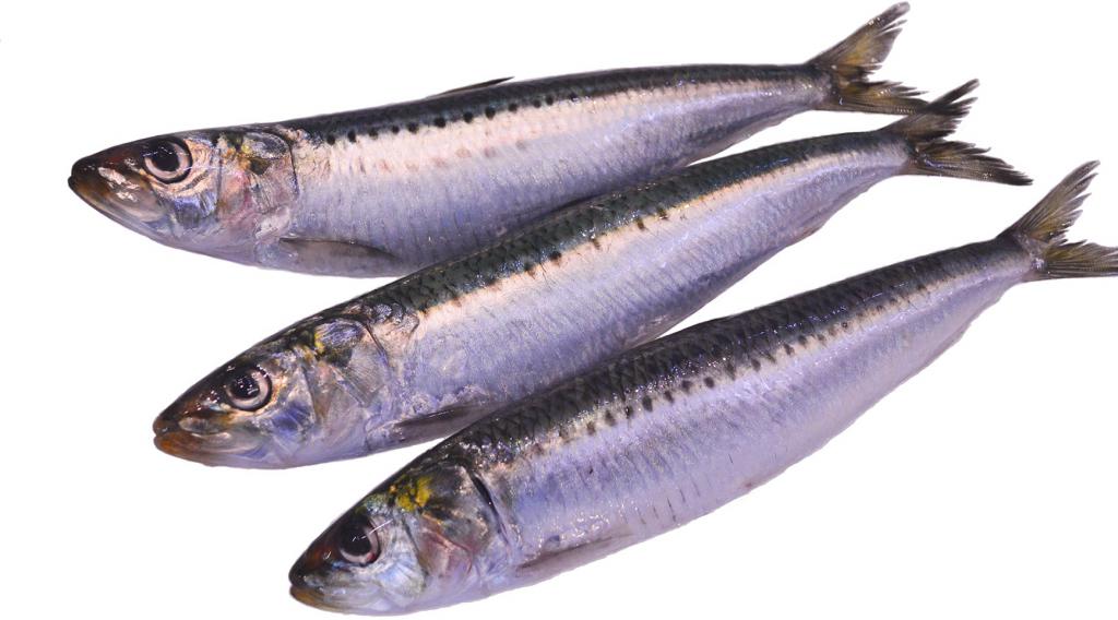 дальневосточная сардина