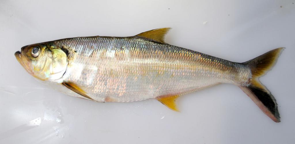 сельдь илиша