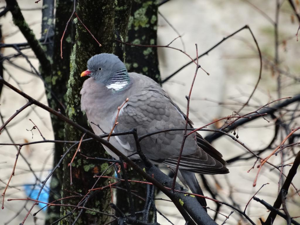 птицы севера перелетные
