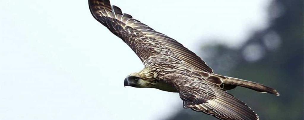 роды хищных птиц