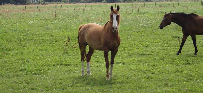 название масти лошади