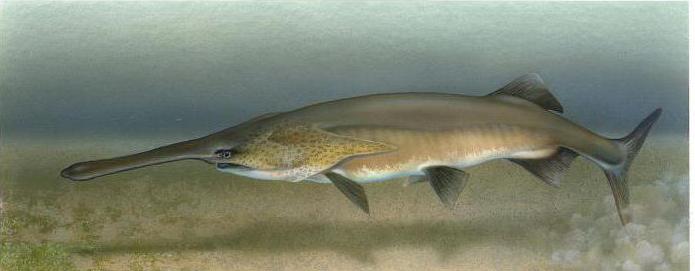 самая большая в мире пресноводная рыба