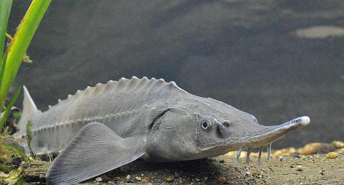 красная книга республики коми животные список