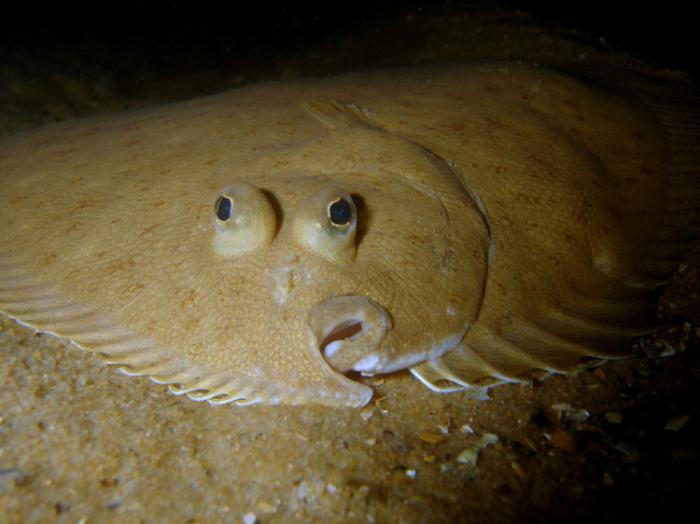 хищники едят рыбу