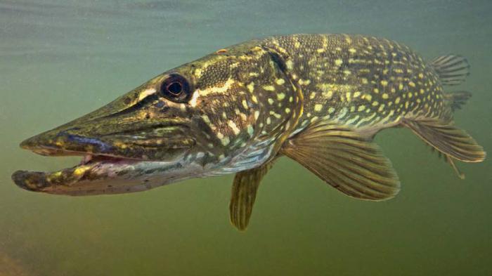 рыба ест рыбу