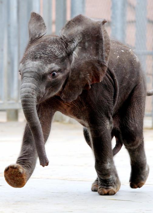 что может слон