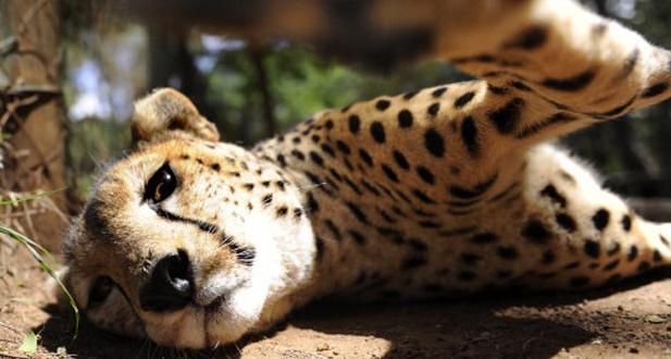 азиатский гепард фото