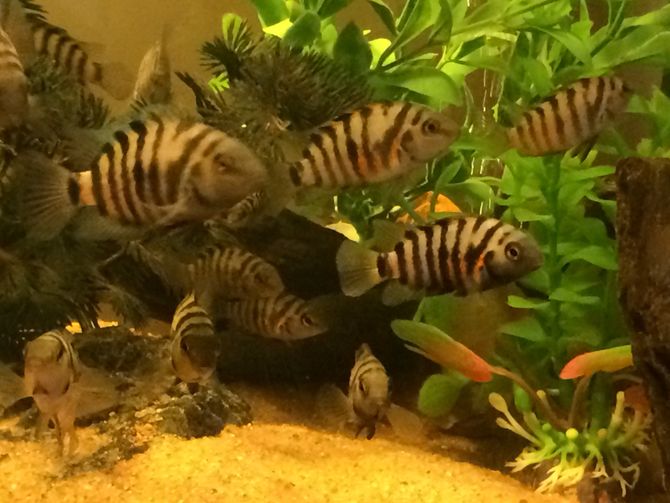 Стайка чернополосых цихлазом