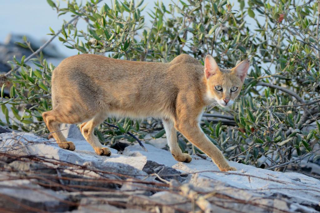 Камышовый кот подкрадывается тихо и незаметно