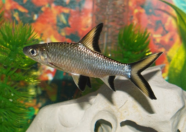 Балу вырастает до 30 см