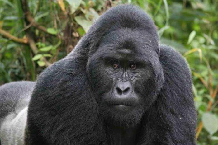 горная горилла фото
