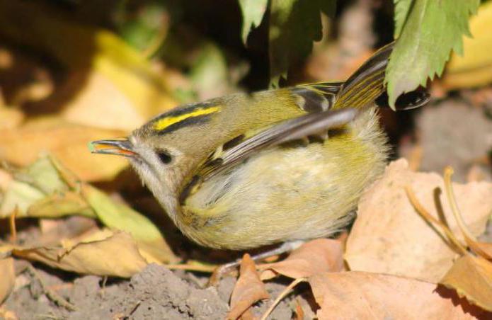 сколько весит желтоголовый королек
