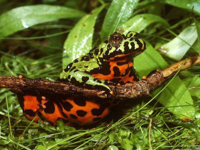 краснобрюхая жерлянка интересные факты