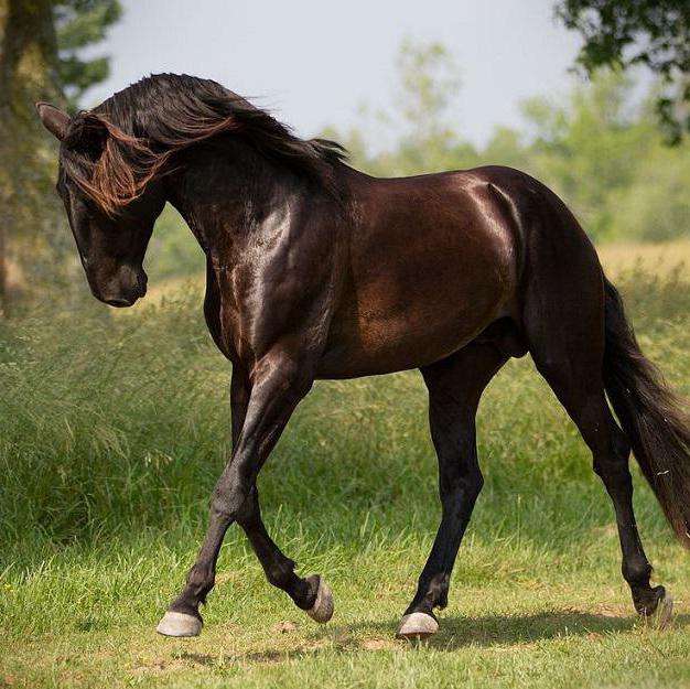 гнедые лошади