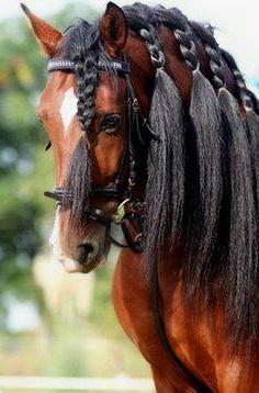 гнедой жеребец