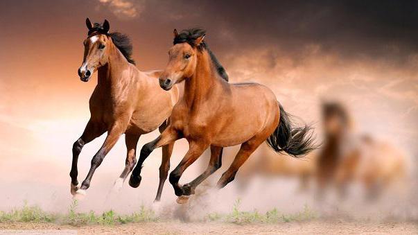 гнедая кобыла