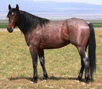 пара гнедых