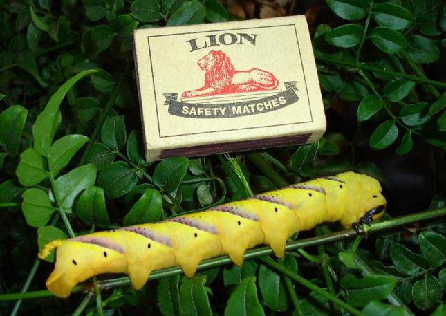 гусеницы бабочки «мёртвая голова»