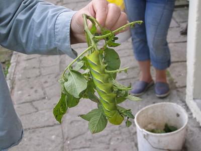 как выглядит бабочка бражник «мёртвая голова»