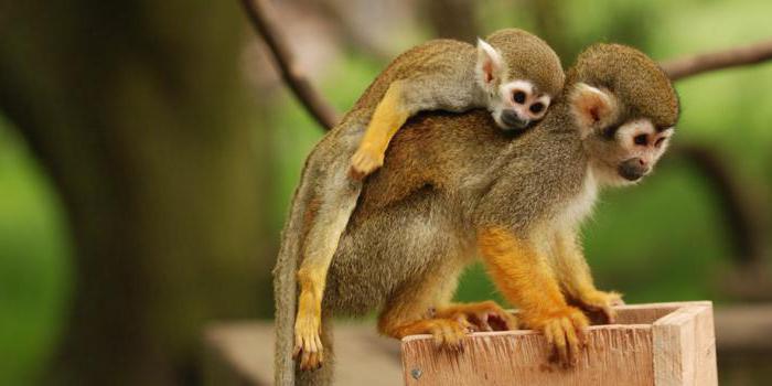 беличья обезьяна из южной америки