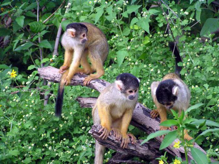 беличья обезьяна