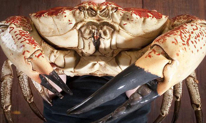 самый большой краб в мире