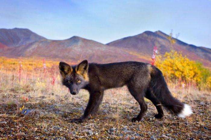 приручить чернобурку