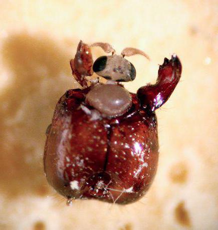 муха которая убивает огненных муравьев