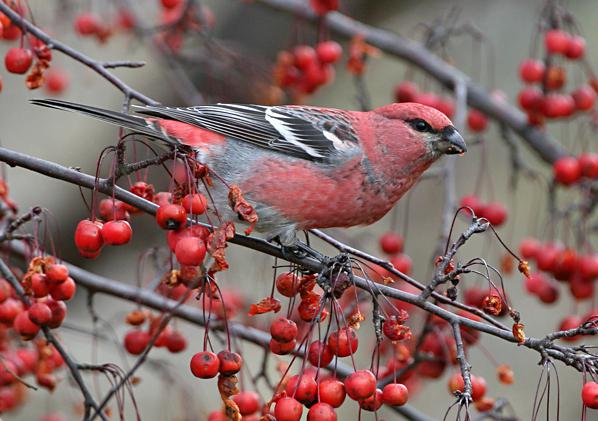 Птица дубонос что она ест