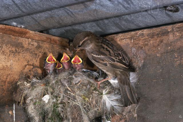 описание домашнего воробья