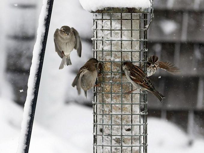 экология домашних воробьев