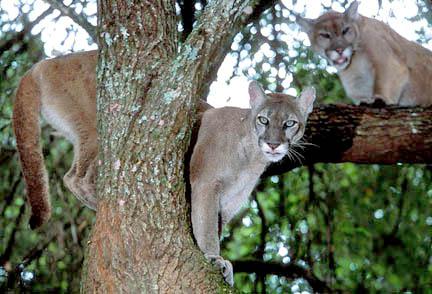 флоридская пума красная книга