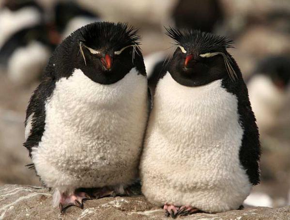 почему белые медведи не едят пингвинов ответ