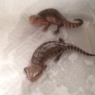 гигантский синеязыкий сцинк